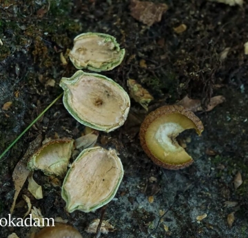 The base of a pin oak is littered with half-eaten acorns.