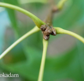 The bright green leaf stems of a pin oak.