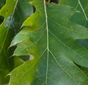 The leaves of a northern red oak.