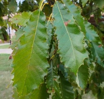 The oval leaves of a chinkapin oak displaying their wavy margins.