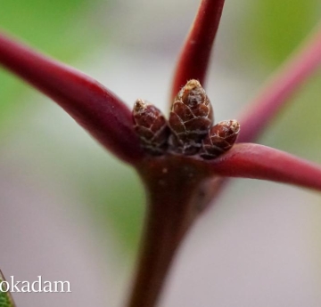 The red stems of a northern red oak.