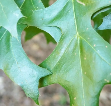The shiny, slender, pointy leaves of a pin oak.
