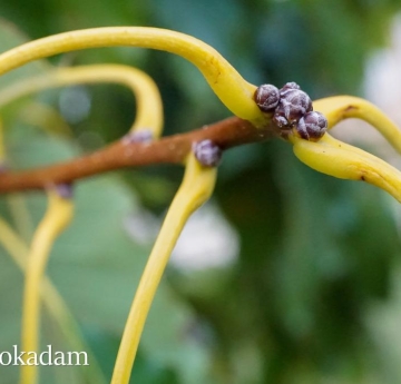 The thick, yellow leaf stems of a chinkapin oak.