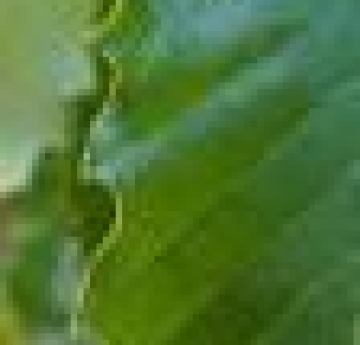 The wavy leaf margin of a chinkapin oak leaf.