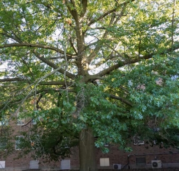 This large pin oak, located outside of Perry Hall, is the oldest tree on campus.