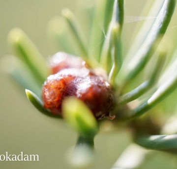A closeup of the needles and resin of a balsam fir located outside of the Houston Gym.