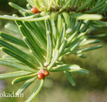 The grassy green foliage of a balsam fir.