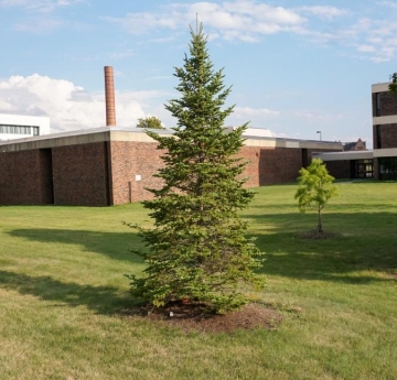 A balsam fir located near Bengal Walk.