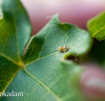 A jumping spider rests on the curling leaf of a hedge maple.