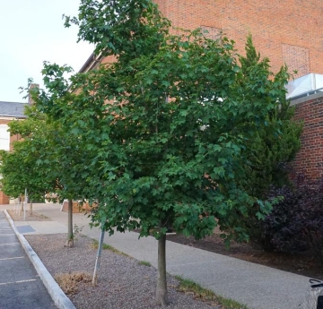 A sugar maple cultivar 'Sugar Cone' located outside of Cleveland Hall.