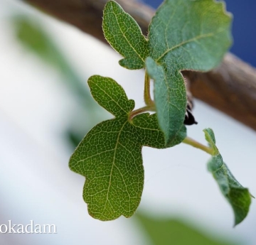 A closeup of developing hedge maple leaves.