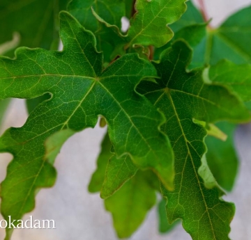 Hedge maple leaves displaying their curly leaf margins and lacy vein pattern.