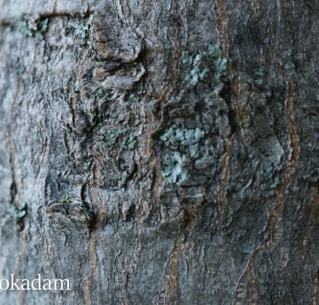 Lichens cling to the grey bark of an Amur maple.