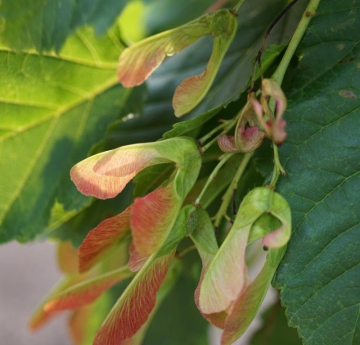 The bright red and green seeds of the Amur maple. The scientific term for its winged seeds (and all winged seeds) is 'samara'