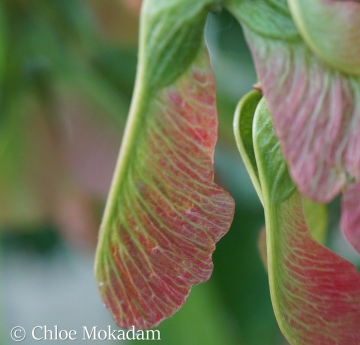 A closeup of the colorful samaras of the Amur maple.