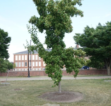 An Amur maple located between Rockwell Hall and Bacon Hall.