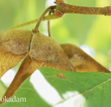 The winged seeds of a paperbark maple.