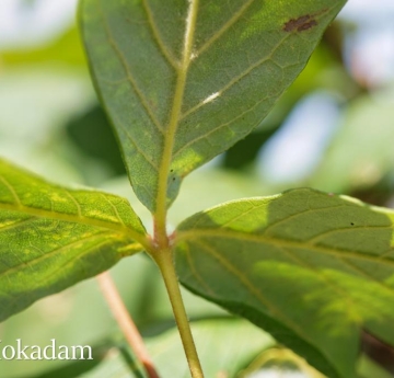 A closeup of the underside of paperbark maple leaves.