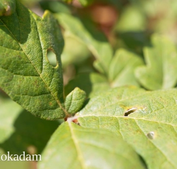 A closeup of a paperbark maple leaf with holes, likely from a hungry insect.