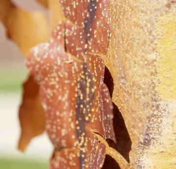 The coppery, flaky bark of a paperbark maple.