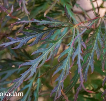 The thin, curling leaves of a Japanese maple displaying hues of green, red, and deep purple.