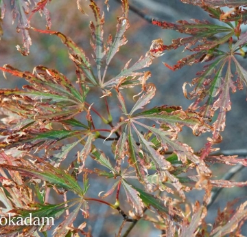 As fall proceeds, the leaves of a Japanese maple become dry and curled.