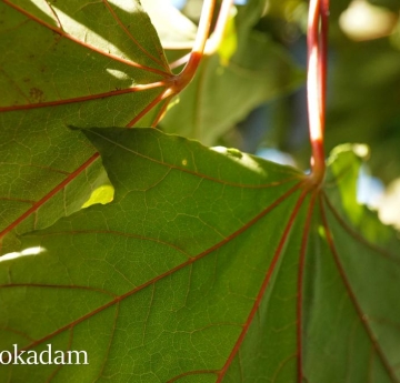A closeup of the underside of Norway maple leaves, displaying their bright red venation.
