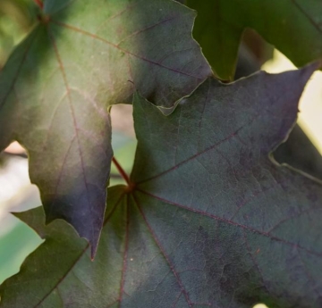 The dark purple and green leaves of a Norway maple.