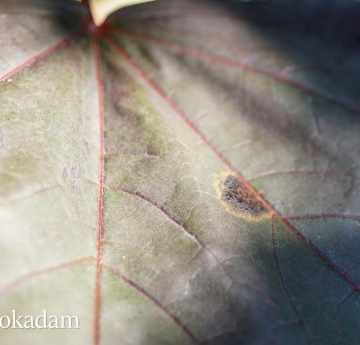 A closeup of the underside of Norway maple leaves, displaying their bright red venation.