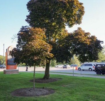 A mature Norway maple and a recently planted individual stand in front of Rockwell Hall.