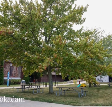 A silver maple located between the EH Butler library and Caudell Hall.