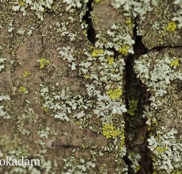 Silver maple bark covered in lichens.