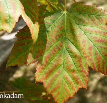 Silver maple leaves displaying a gradient of colors - red, orange, yellow, and green.