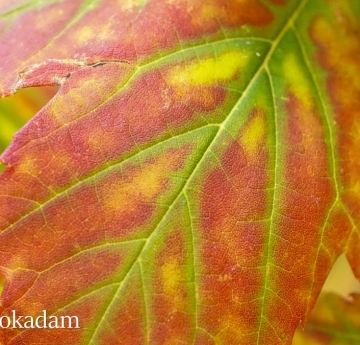 A closeup of a silver maple leaf.