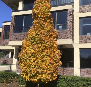 A sugar maple located outside of Cleveland Hall displaying its vibrant fall colors.