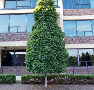 A sugar maple cultivar 'Sugar Cone' located outside of Cleveland Hall.