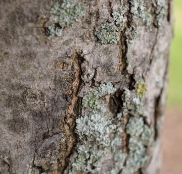 A closeup of red maple bark.