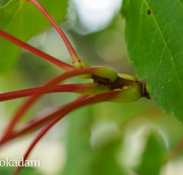 A closeup of the red stems of a red maple.