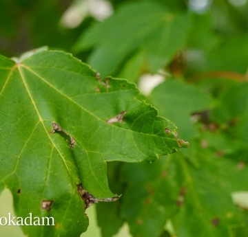 Red maple leaves.