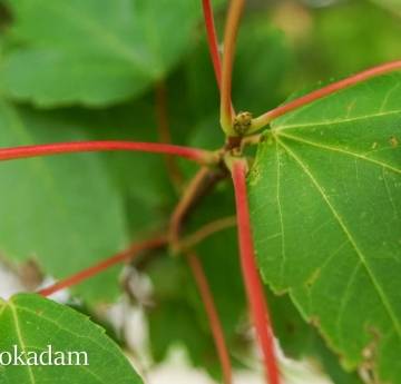 The red stems of a red maple.