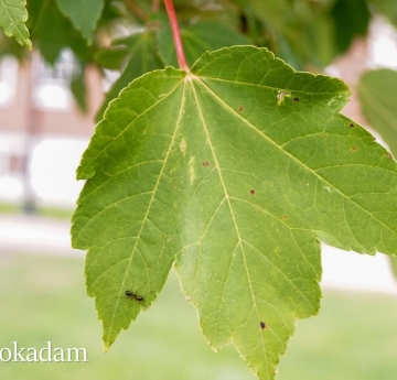 An ant clings to the edge of a red maple leaf.