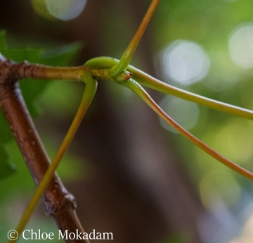 A Freeman's maple located outside of Rockwell Hall.