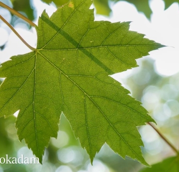 A Freeman's maple leaf backlit by the evening sun. 
