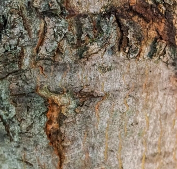 The bark of a Freeman's maple.