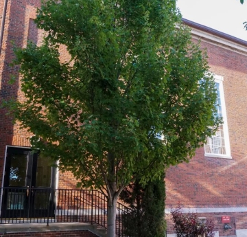 A Freeman's maple located outside of Rockwell Hall.
