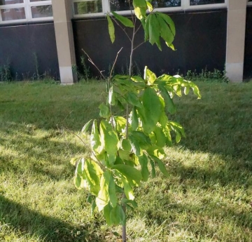 A pawpaw sapling near Upton Hall.