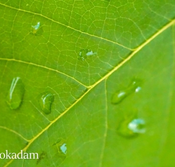 Water beading on the surface of a pawpaw leaf.