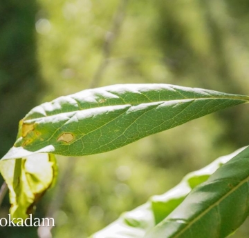 Pawpaw foliage illuminated by the evening sun.