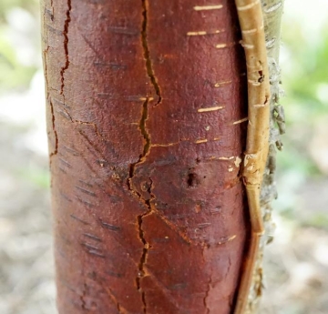 The grey-brown bark of a yellow birch peels back to reveal a fresh, coppery-red layer of bark underneath.