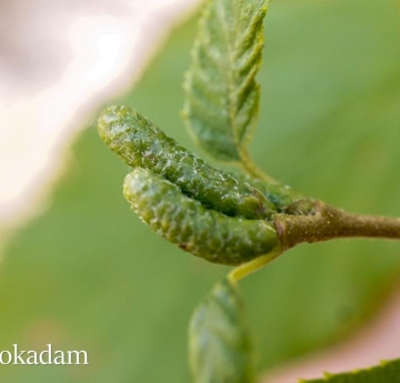 The male catkins of a yellow birch tree. Yellow birch is monoecious, meaning that each individual tree bears both male and female reproductive parts.